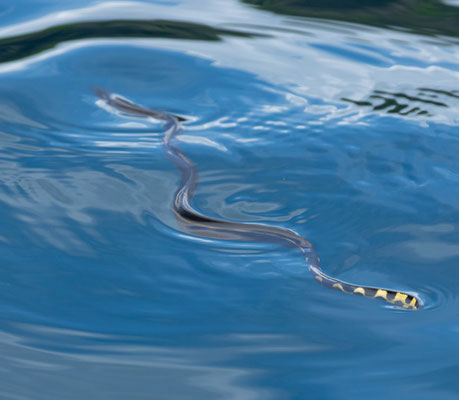 Yellow-bellied Seasnake swimming away from our boat. © Jasper Boldingh