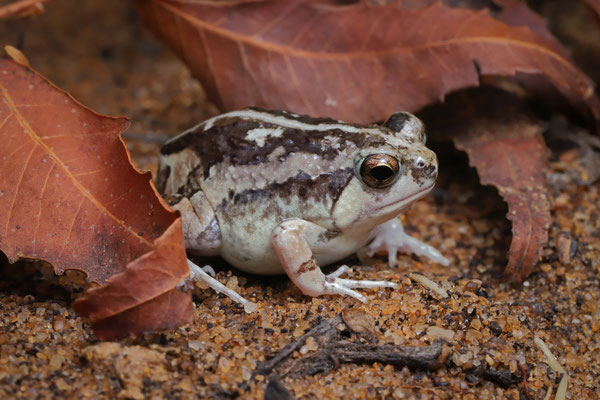 Brown Rain Frog (Scaphiophryne brevis) is mostly active after rain, but an irrigated garden will also work to bring them out.