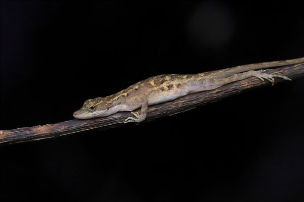 By far the most common anole of the Yucatán: Rodriguez's Anole (Anolis rodriguezii).