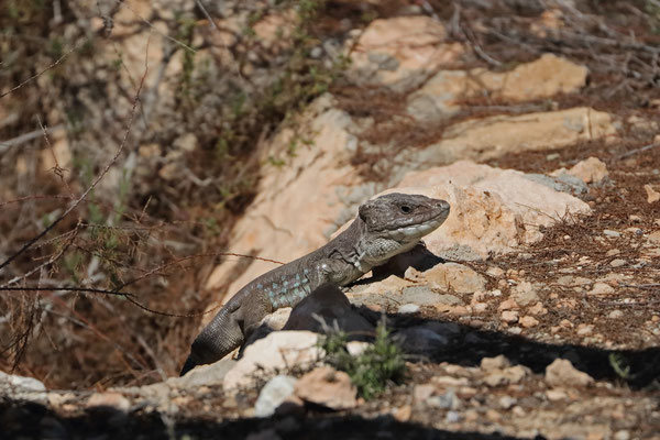 Sierra Nevada Ocellated Lizard (Timon nevadensis) male outside its burrow.