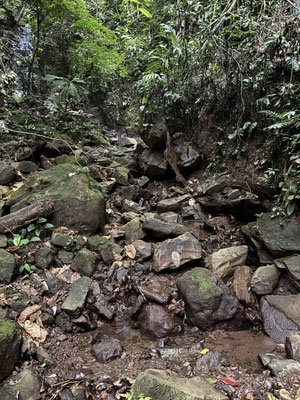 Small mountain stream is home to...