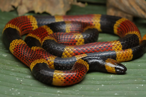 Costa Rican Coralsnake (Micrurus mosquitensis)