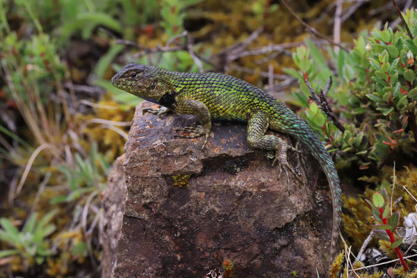 Green Spiny Lizard (Sceloporus malachiticus)