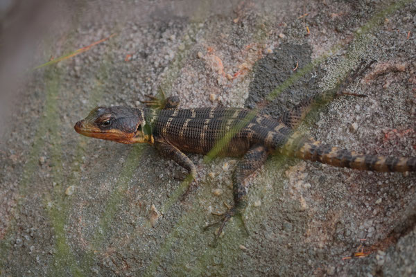 Cape Crag Lizard (Pseudocordylus microlepidotus)