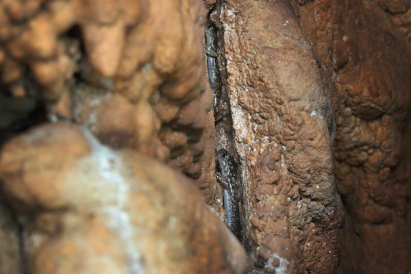 Scented Cave Salamander (Speleomantes imperialis) hiding from loud drunk locals.