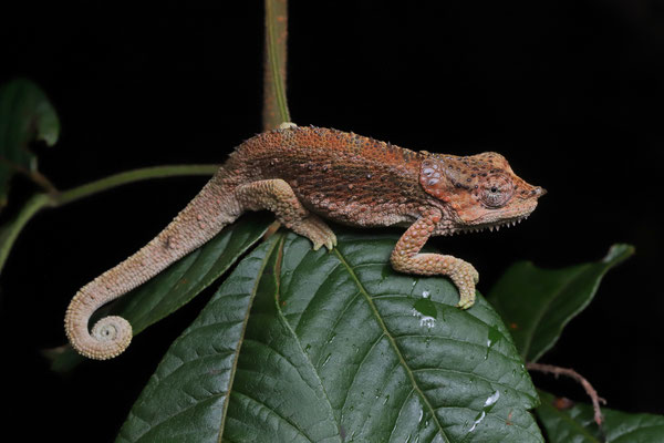 Udzungwa Double-bearded Chameleon (Trioceros tempeli) 