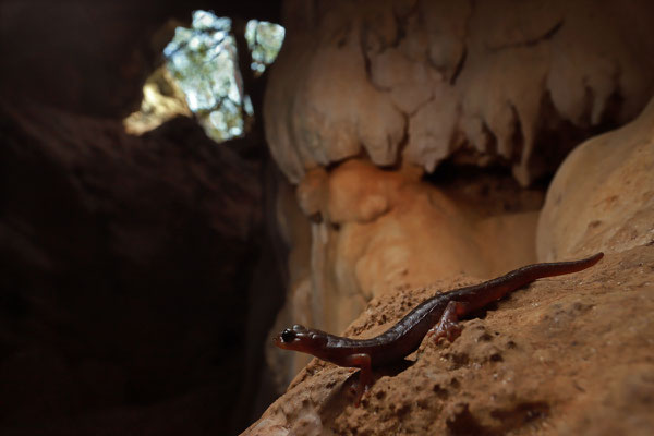 Scented Cave Salamander (Speleomantes imperialis)