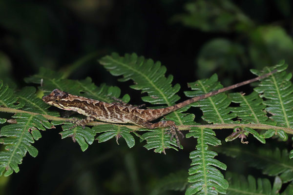 Costa Rican Cloudforest Anole (Anolis tropidolepis) 
