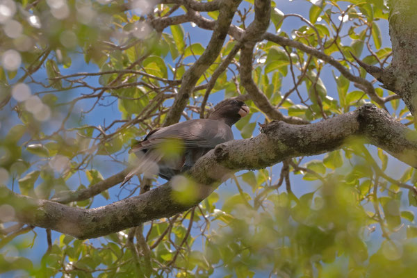 Lesser Vasa Parrot (Coracopsis nigra)