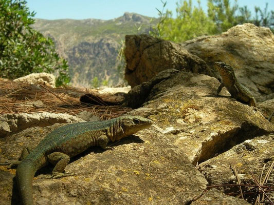 Lilford's Wall Lizard (Podarcis lilfordi gigliolii), Ille de sa Dragonera, Mallorca, Spain, July2011