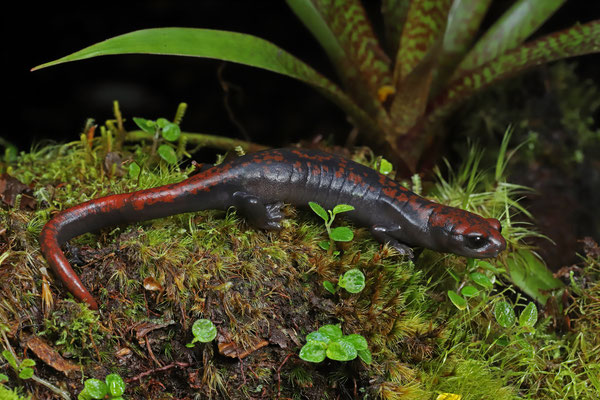 Red-spotted Webfoot Salamander (Bolitoglossa compacta)