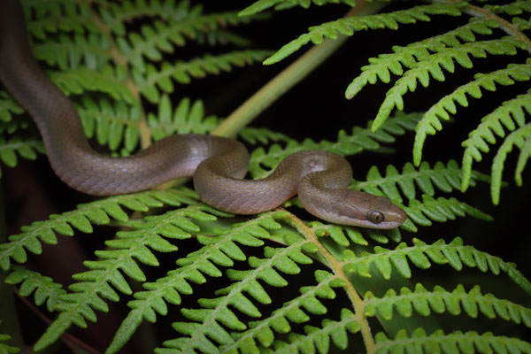 Brown Water Snake (Lycodonomorphus rufulus)
