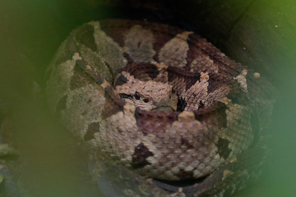 Central American Jumping Pitviper (Metlapilcoatlus mexicanus)
