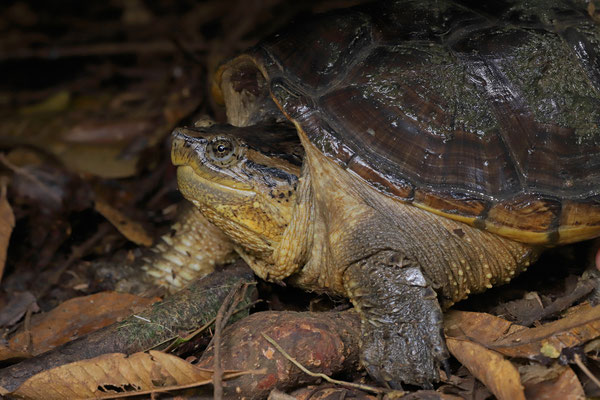 South American Snapping Turtle (Chelydra acutirostris) 
