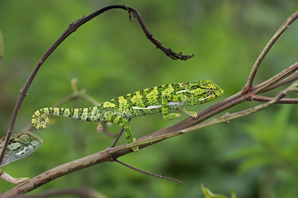 Flap-necked Chameleons (Chamaeleo dilepis) 