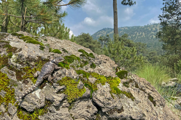 Central Cleft Lizard (Sceloporus mucronatus) in habitat