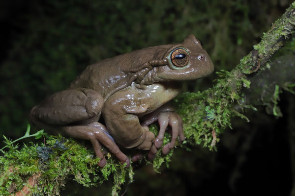 Alta Verapaz Spikethumb Frog (Plectrohyla teuchestes)