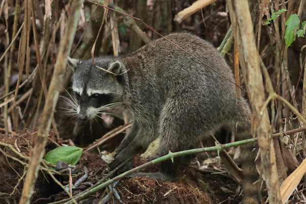 Raccoon (Procyon lotor) eating a feshly caught crab.