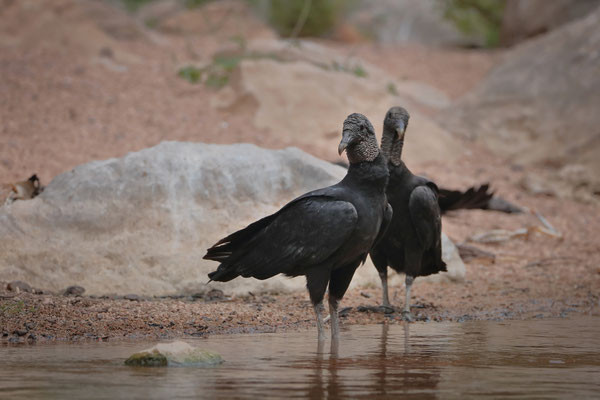 Black Vultures (Coragyps atratus) cooling off at the river just like we were doing.