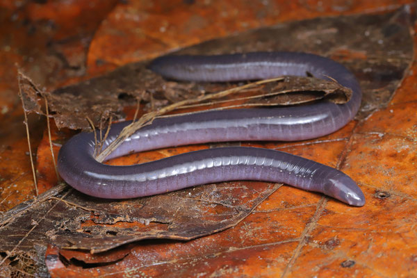 Pacific Slender Caecilian (Dermophis occidentalis)