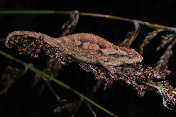 Little Karoo Dwarf Chameleon (Bradypodion gutturale)