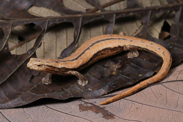 Striated Webfoot Salamander (Bolitoglossa striatula) 