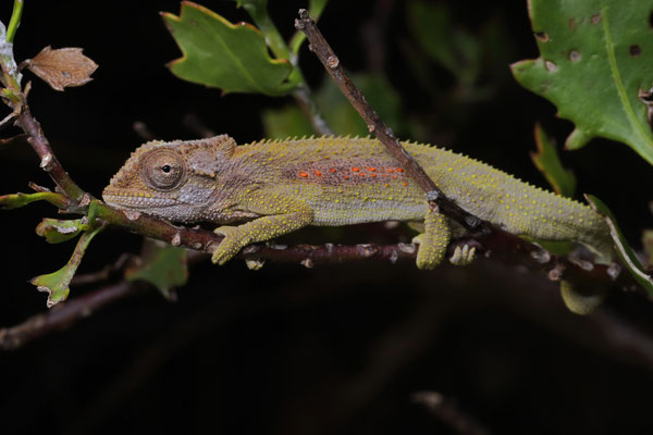 Baviaanskloof Dwarf Chameleon (Bradypodion baviaanense) 