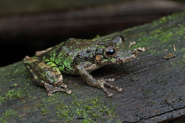 Boulenger's Long-snouted Tree Frog (Scinax boulengeri)