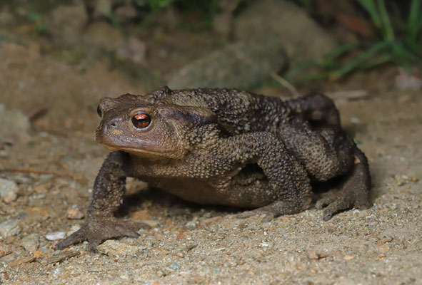 Common Toad (Bufo bufo) 