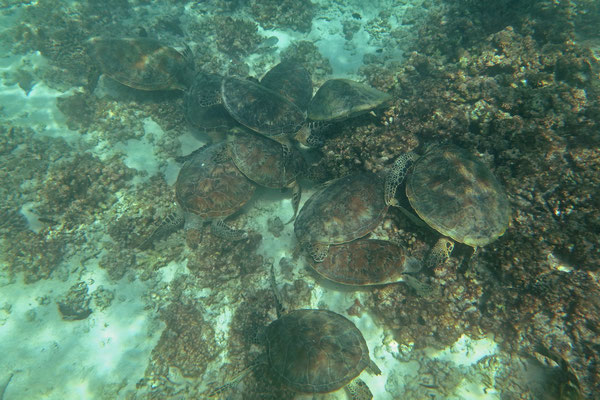 A large congregation of Green Sea Turtles (Chelonia mydas).