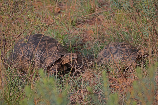 Leopard Tortoises (Stigmochelys pardalis)