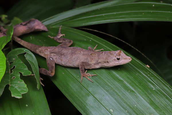 Serrano's Anole (Anolis serranoi) 