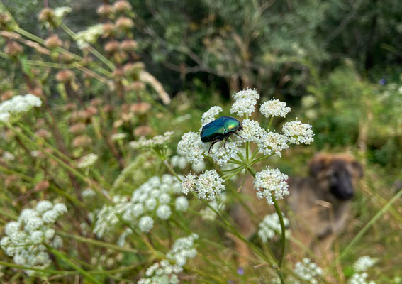 Rose Chafer species