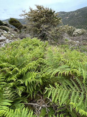 Spot the Nose-horned Viper (Vipera ammodytes).