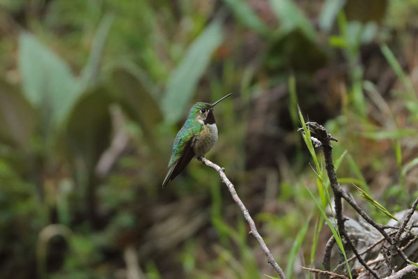 Broad-tailed Hummingbird (Selasphorus platycercus)