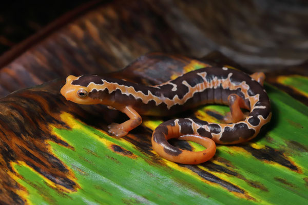 Yellowbelly Mushroomtongue Salamander (Bolitoglossa flaviventris) male