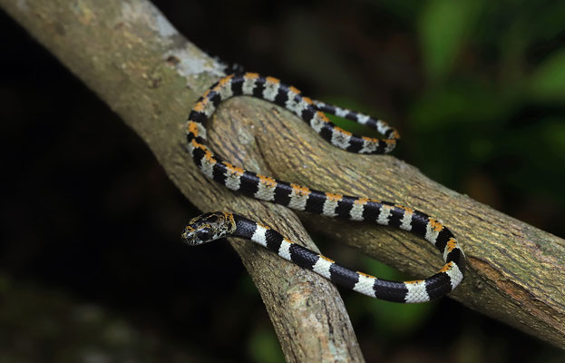 Slender Snail Sucker (Sibon dimidiatus) juvenile