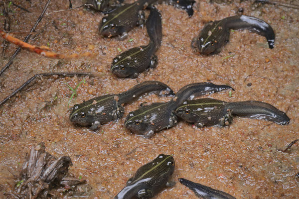 Giant African Bullfrog (Pyxicephalus adspersus) metamorphs