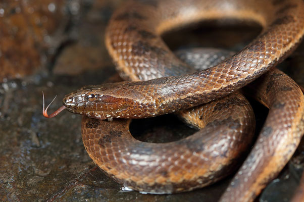 Orangebelly Swamp Snake (Tretanorhinus nigroluteus)
