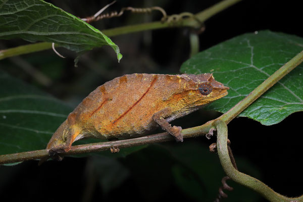 Nchisi Pygmy Chameleon (Rhampholeon nchisiensis) 