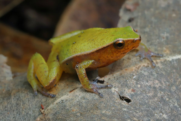Guenther's Digging Frog (Plethodontohyla guentheri) 