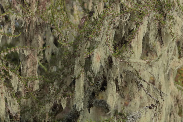 The branches of every tree are covered with Spanish Moss.