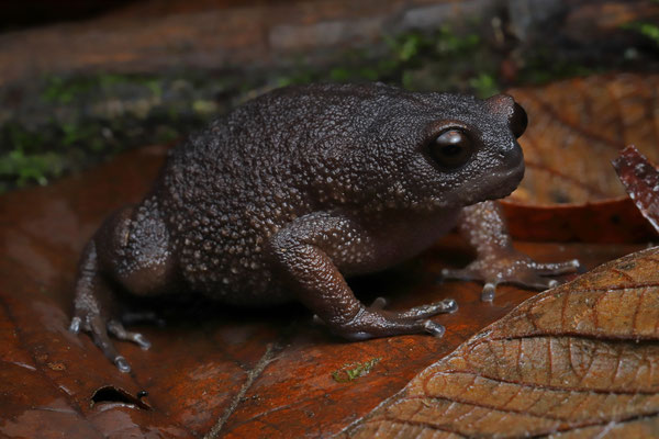 Chome Forest Warty Frog (Callulina shengena)