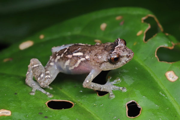 Montane Dink Frog (Diasporus hylaeformis) "Musmanni"