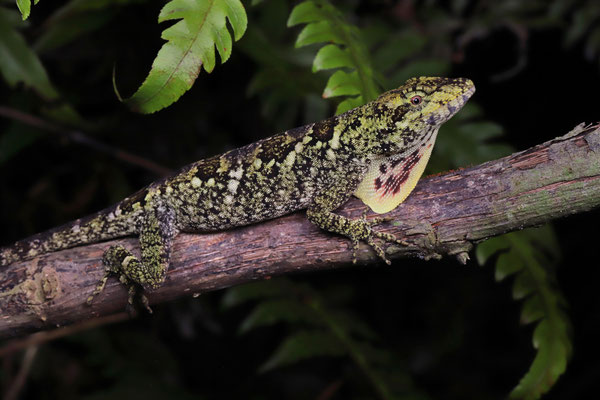 Stunning male Peter's Anole (Anolis petersii)