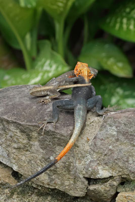 Common Agama (Agama agama) mating attempt