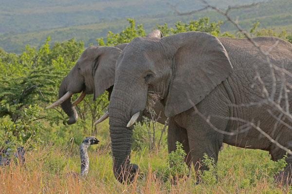  Elephants (Loxodonta africana)