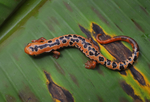Yellowbelly Mushroomtongue Salamander (Bolitoglossa flaviventris)