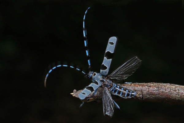 Alpine Longhorn Beetle (Rosalia alpina)