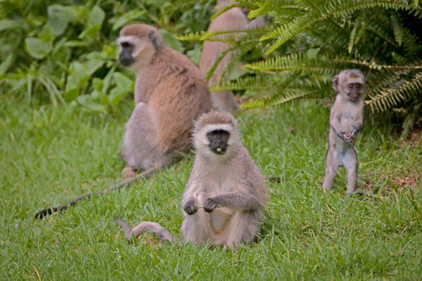 Vervet Monkeys (Chlorocebus pygerythrus)